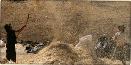 Thrashing the Wheat